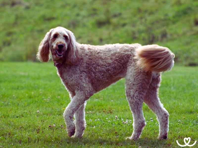 Psi-plemeno-labradoodle (13)